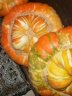 pumpkin turks.JPG - 